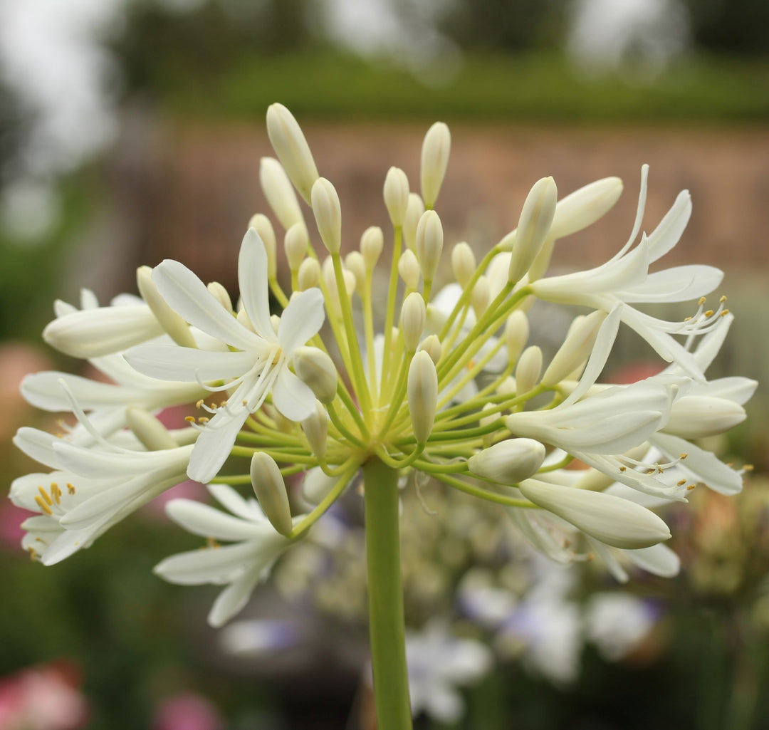 XL AGAPANTHUS WHITE 1-2 EYES 3