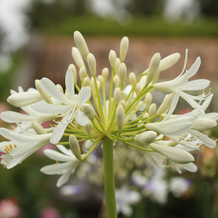 AGAPANTHUS WHITE X 3