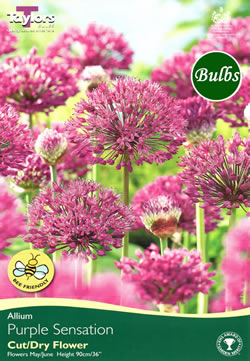 60 ALLIUM PURPLE SENSATION BULK VALUE Net