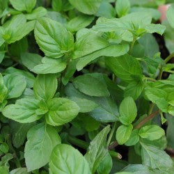 Mint  Basil