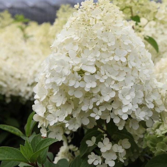 HYDRANGEA pan Bobo