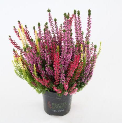 Calluna-vulgaris-Milca-trio-Potted-1