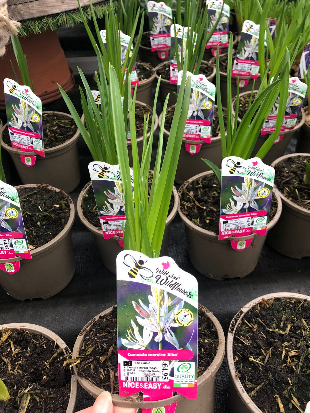 Camassia caerulea Alba