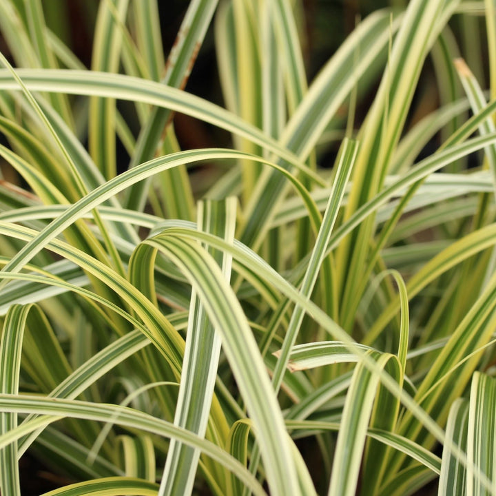 Carex Feather Falls