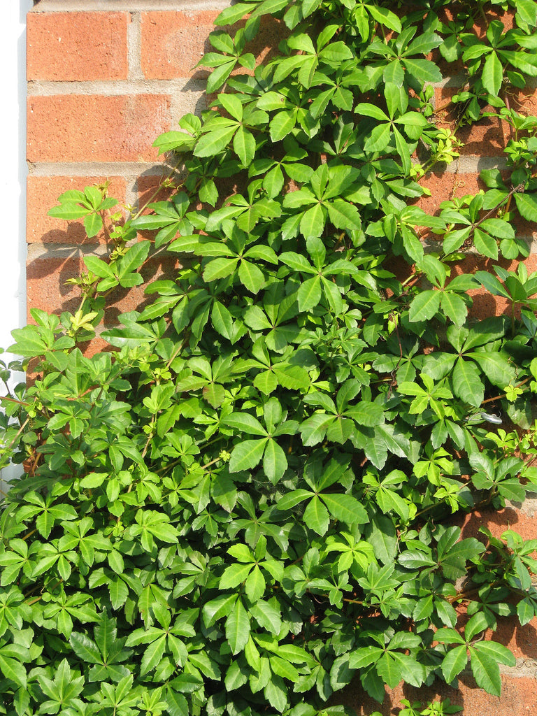 Cissus-Striata-Leaf