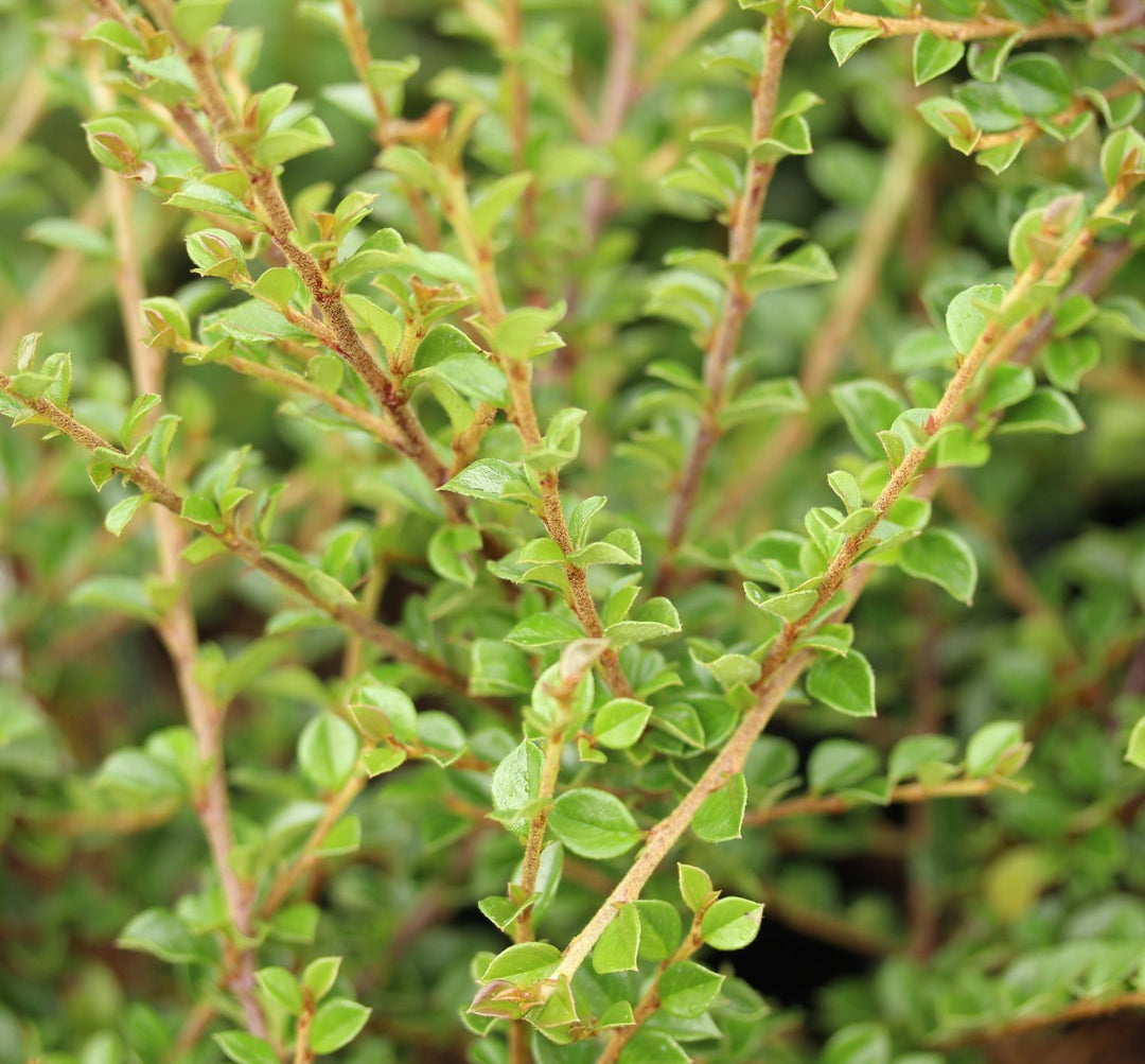 COTONEASTER HORIZONTALIS