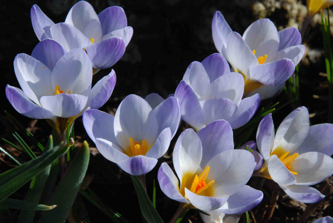 CROCUS BLUE PEARL