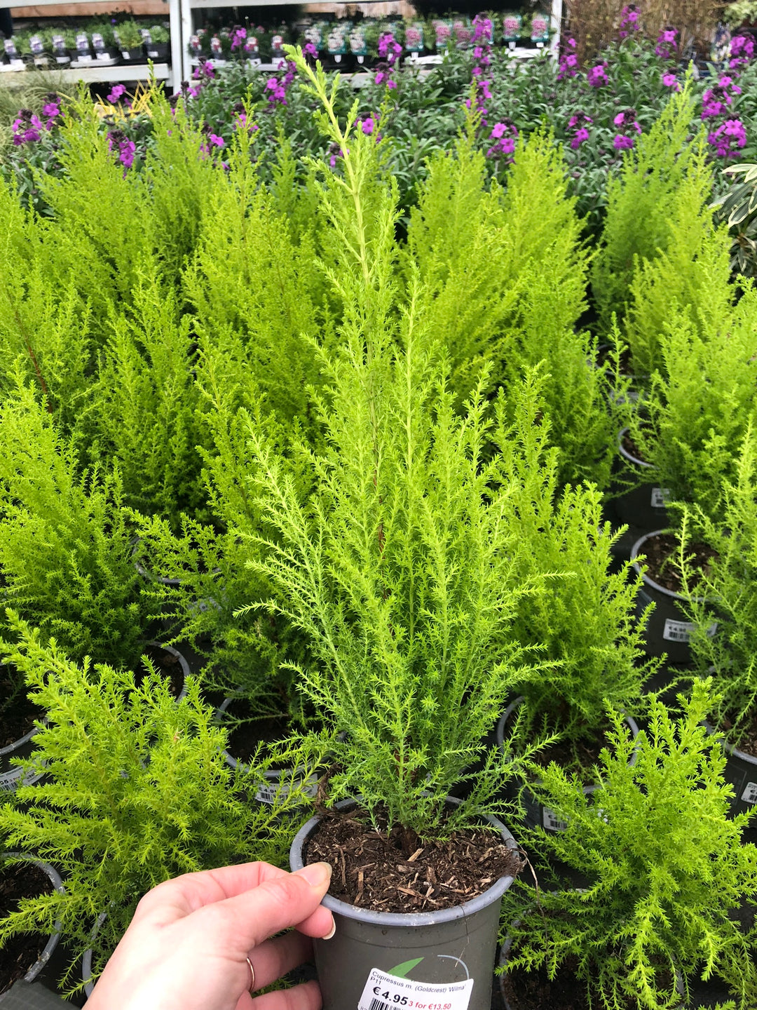 Cupressus-m.-(Goldcrest)-Wilma-Potted-2