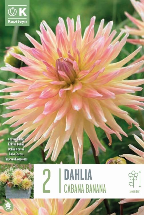 DAHLIA CABANA BANANA x 2