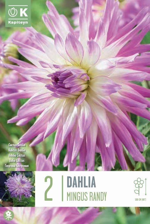 DAHLIA MINGUS RANDY