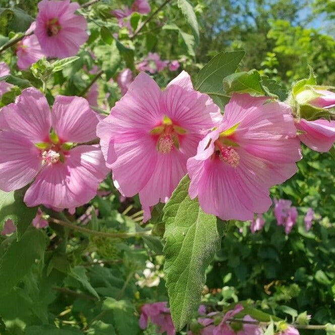 LAVATERA T. BARNSLEY