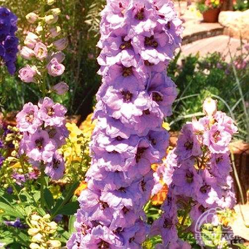 Larkspurs Delphinium  Astolat (2Ltr Pot)