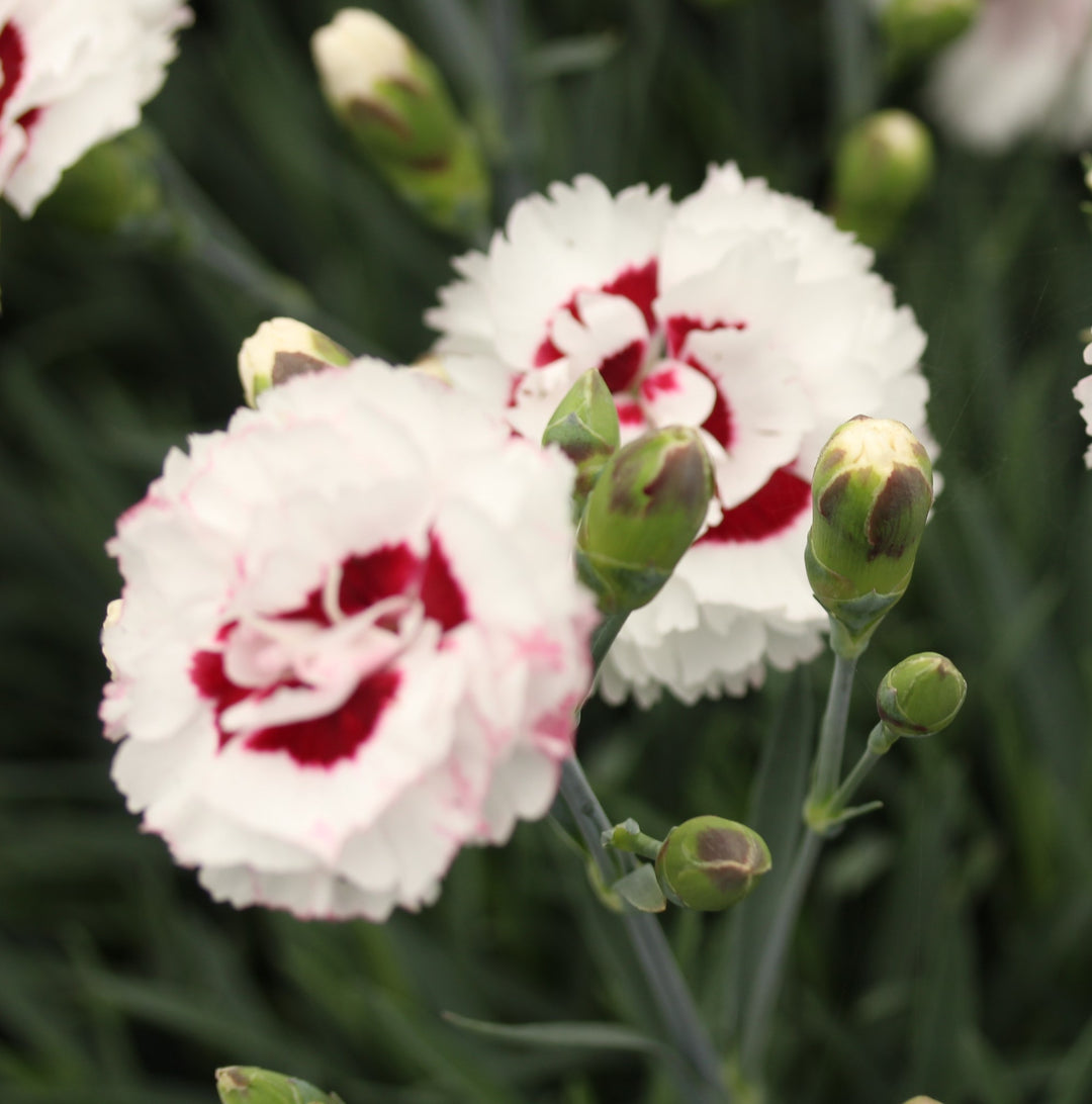 DIANTHUS Coconut Sundae