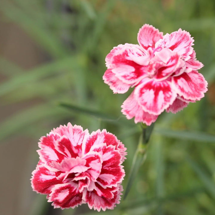 Dianthus Starburst