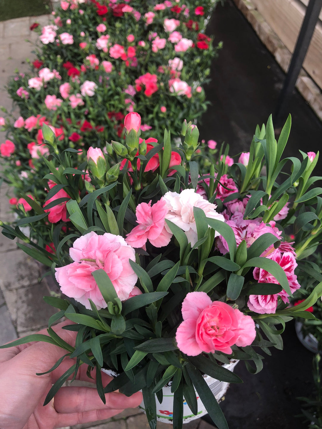 Carnation Dianthus Oscar Trio (15cm Pot)