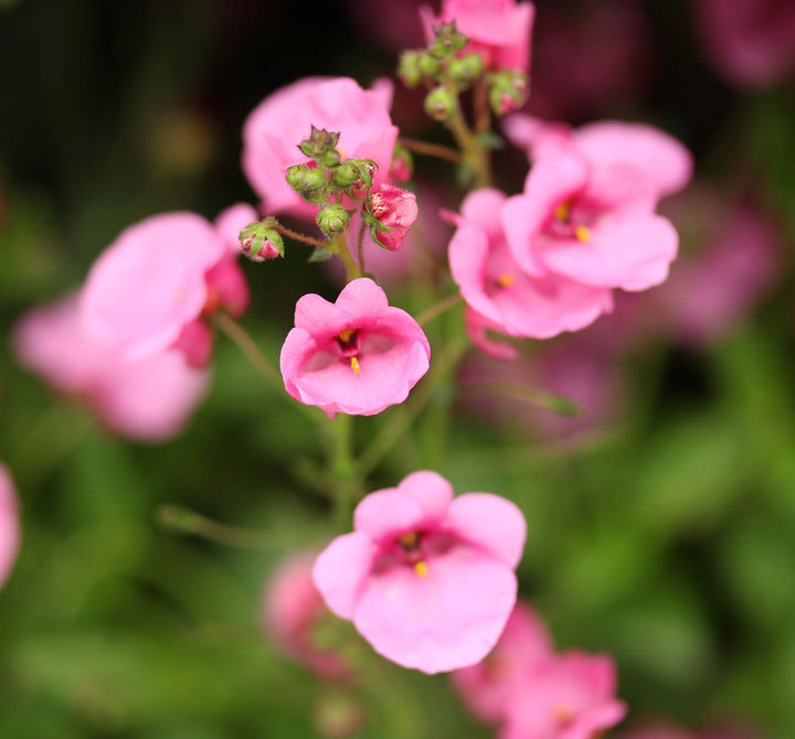 Diascia  Rose Miracle