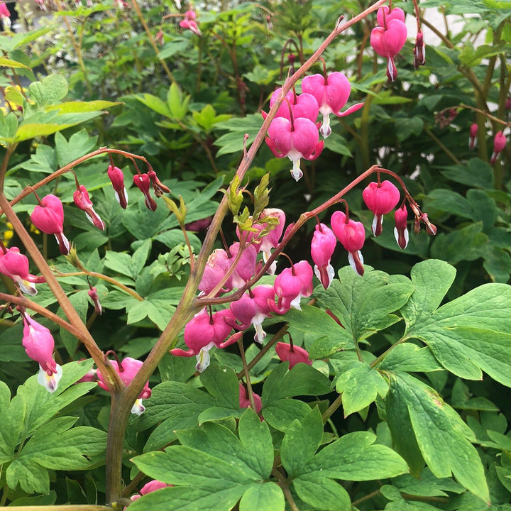 DICENTRA spectabilis