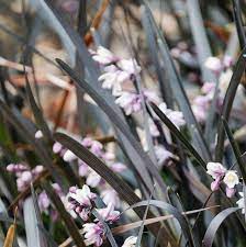 Ophiopogon niger Black Dragon