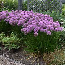 Ornamental Onion Allium Millenium (3Ltr Pot)