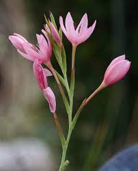 Kaffir Lily Schizostylis Mrs Hegarty (2Ltr Pot)