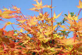 Acer palmatum Sangokaku  80-100 CM C7