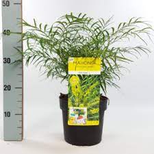 Mahonia eur. Soft Caress  3 Ltr pot