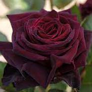 Rosa Black Baccara