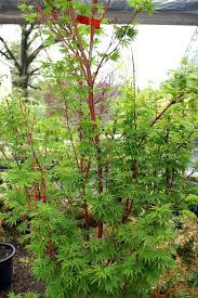 Acer palmatum Sangokaku  80-100 CM C7