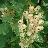 Ribes White Currant