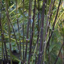 PHYLLOSTACHYS NIGRA CLT 12 VASO ROSSO H 150 - 200 CM