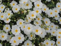 Cistus X Corbariensis