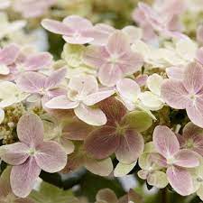 Hydrangea pan. (S)witch Ophelia 3 Ltr pot