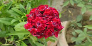 Dianthus car. Oscar Dark Red  P12