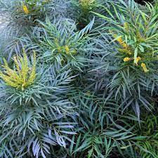 Mahonia eur. Soft Caress  3 Ltr pot