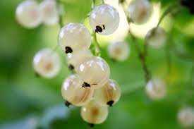 Ribes White Currant