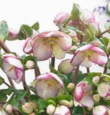 Helleborus-Frostkiss-Glendas-Gloss-Plant