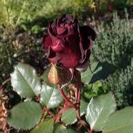 Rosa Black Baccara