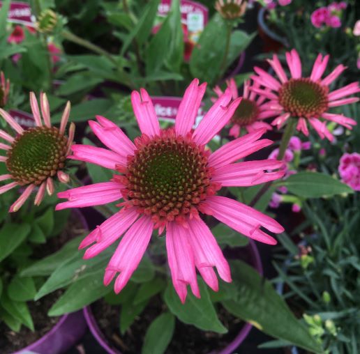 Coneflower Echinacea Delicious Candy (2Ltr Pot)