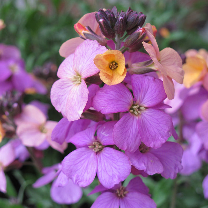 Erysimum Poem Lilac