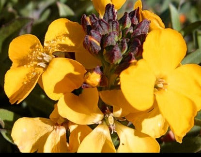 Erysimum Winter Power 2 Ltr