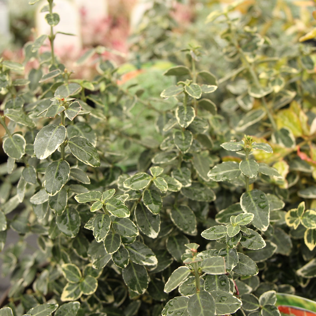 EUONYMUS F. EMERALD GAIETY 3ltr