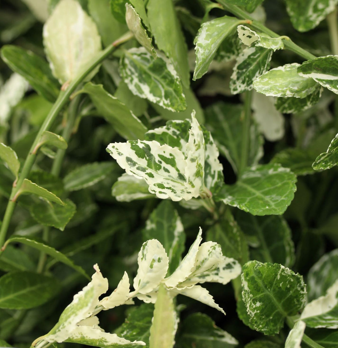 Euonymus fort. Harlequin