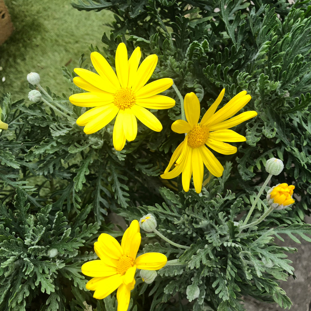 EURYOPS PECHTINATUS (IE)