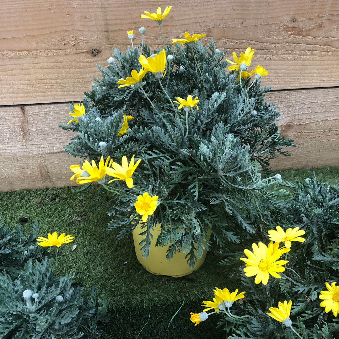 EURYOPS PECHTINATUS (IE)