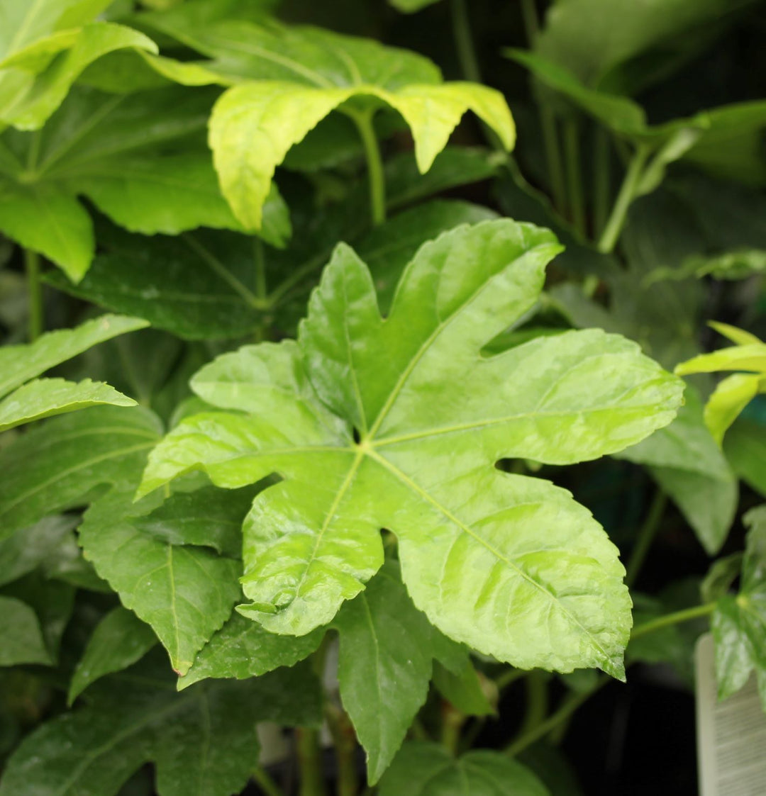 FATSIA   japonica