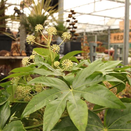 FATSIA japonica