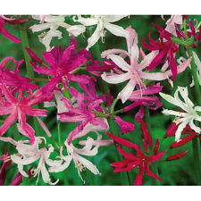 XL NERINE FIREWORKS FUSION 5