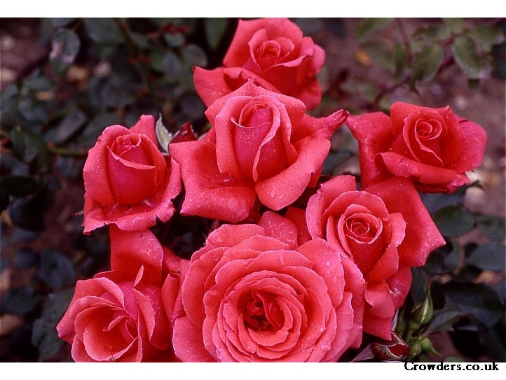 ROSA FRAGRANT CLOUD Hybrid Tea