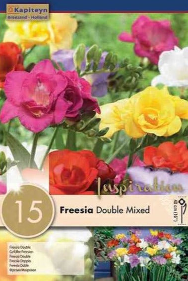 FREESIA DOUBLE MIXED x 15