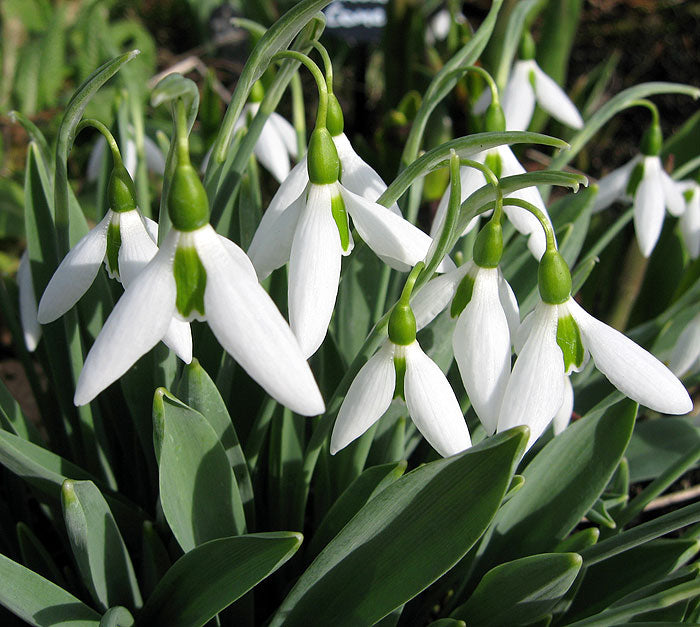 GALANTHUS ELWESII